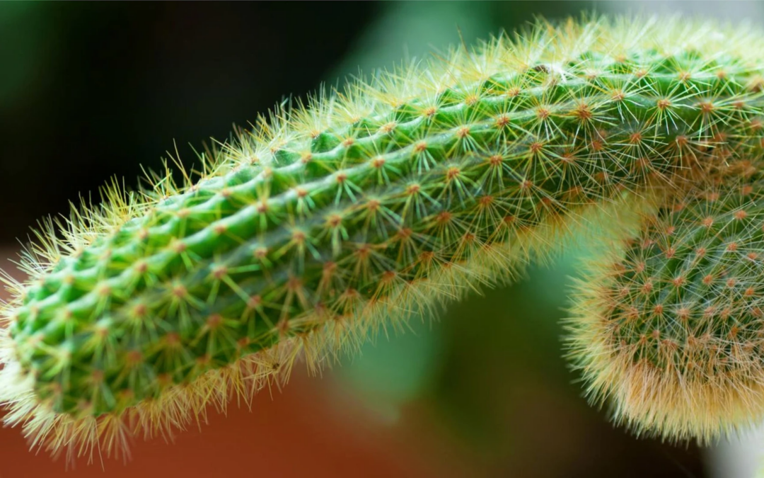 Fix Erectile Dysfunction Naturally and Restore Performance