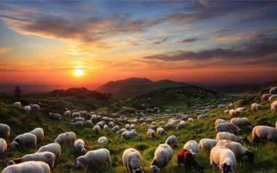 Lamb: The Carnivore Diet’s Flavorful Crown Jewel