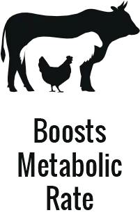 Carnivore diet weight loss for women: before and after