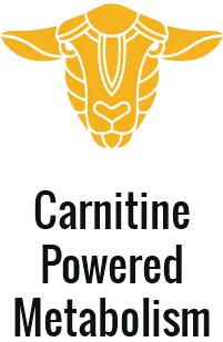 Lamb on the Carnivore Diet: Nutrient-Dense, Collagen-Rich Superfood for Optimal Health