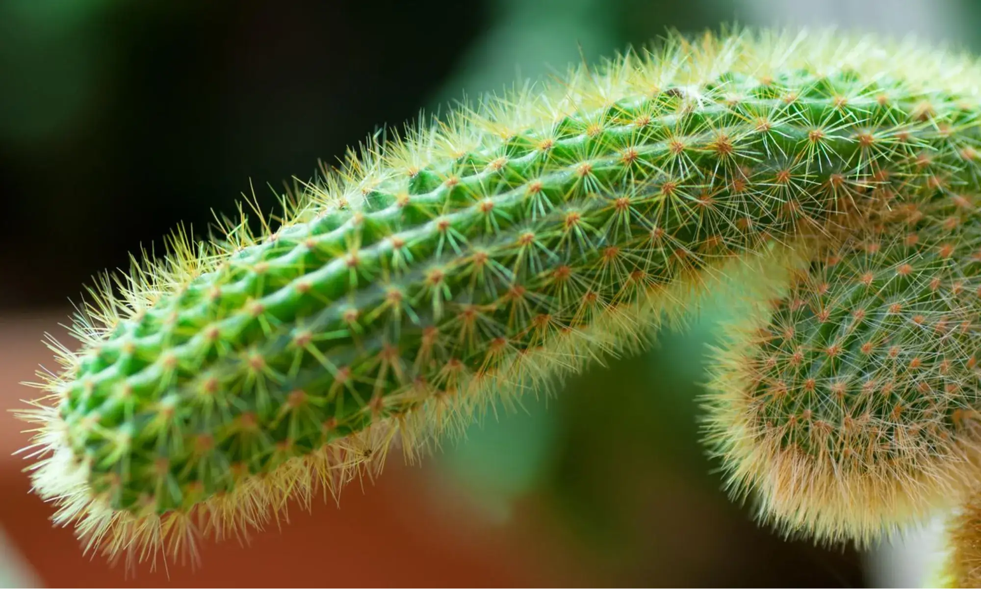 Exploring the connection between erectile dysfunction and the carnivore diet.
